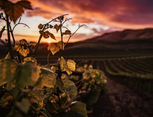 Boutique winery hotel de la bodega MontRubí, una experiencia inolvidable