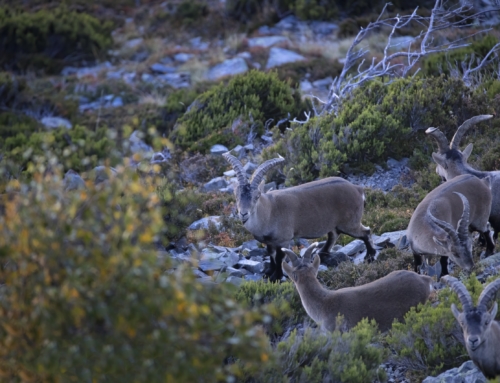 Helicópteros en la conservación de especies cinegéticas en España