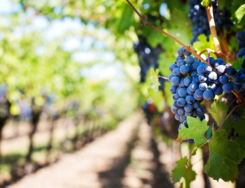 Los viñedos más bellos de La Rioja y Ribera del Duero desde un helicóptero